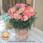 日比谷花壇公式 母の日 花鉢 カーネーション「マンゴーソフト」