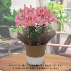 日比谷花壇公式 母の日 花鉢 スカシユリ「トレンディニコシア」