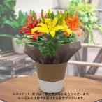 日比谷花壇公式 母の日 花鉢 スカシユリ鉢植え(3色MIX植え)