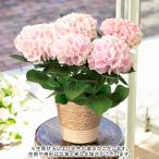 母の日 2024 花鉢 アジサイ「コットンキャンディー」淡ピンク系 日比谷花壇公式ショップ 鉢花