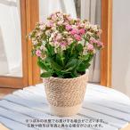 母の日 2024 花鉢 クルメツヅジ 2色植え ピンク白 日比谷花壇公式ショップ 鉢花