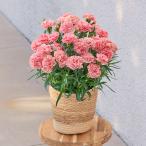 【日比谷花壇公式】母の日 カーネーション「ノウル」