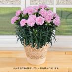 日比谷花壇公式 母の日 花鉢 カーネーション「アプリシア」