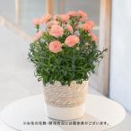 【販売終了】母の日 2024 カーネーション「オレンジジェラート」 花鉢 日比谷花壇 鉢花