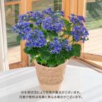 【販売終了】母の日 2024 花鉢 アジサイ「コンペイトウブルー」青系 日比谷花壇 鉢花