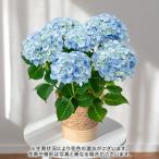 【日比谷花壇公式】母の日 アジサイ「花音(カノン)」