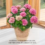 【販売終了】母の日 2024 花鉢 アジサイ「カサノバピンク」 日比谷花壇 鉢花