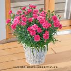 日比谷花壇公式 母の日 花鉢 カーネーション (ピンク系)7号