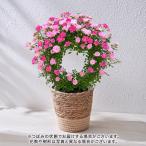 ショッピングバラ 母の日 2024 花鉢 つるバラ ピンク2色 リング仕立 日比谷花壇公式ショップ 鉢花