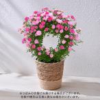 【販売終了】母の日 2024 花鉢 つるバラ ピンク2色 リング仕立 日比谷花壇 鉢花