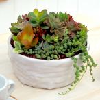 日比谷花壇公式 多肉植物寄せ植え「サキュレンツミックス」 誕生日 花 インテリアグリーン 自宅用 記念日 新築祝い 開店祝い 送料無料