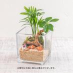 日比谷花壇公式 テラリウム「プティ・オセアン」 誕生日 花 記念日 結婚記念日 結婚祝い 退職祝い 新築祝い 送料無料