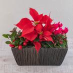 日比谷花壇公式 花鉢 ギフト 【お届けは11/25から12/20】旬の花鉢 寄せ入れ「ウィンターミックスバスケット」 誕生日 花 記念日 お歳暮 クリスマス 結婚記念日