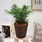 日比谷花壇公式観葉植物「テーブルヤ...