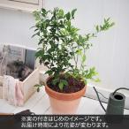 日比谷花壇公式 花鉢 ギフト 果樹「ブルーベリー2本植え」 誕生日 花 記念日 出産祝い 結婚記念日 結婚祝い 退職祝い 新築祝い 送料無料