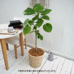 日比谷花壇公式 観葉植物「ウンベラータ(L)・バスケット」【大型配送】 誕生日 花 インテリアグリーン 自宅用 記念日 新築祝い 開店祝い 送料無料