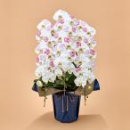 日比谷花壇公式 花鉢 ギフト 胡蝶蘭「日比谷花壇デザイナーズ化粧蘭(BLOOM)」【大型配送】 誕生日 お祝い 開店祝い 新築祝い 送料無料 フラワーギフト