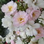 [ вода . сельское хозяйство .] роза рассада 2 год большой АО рассада giru Ran draw z..4 номер горшок круг . cup .. начинающий . рекомендация 