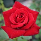 [ вода . сельское хозяйство .] роза рассада 2 год большой АО рассада shuwarutsu Madonna большой колесо 4 номер горшок .. высота сердцевина ..