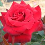 [ вода . сельское хозяйство .] роза рассада 2 год большой АО рассада красный деталь большой колесо 4 номер горшок .. высота сердцевина ..