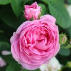 [ вода . сельское хозяйство .] роза рассада 2 год большой АО рассада la vi rudu желтохвост . cell Old rose 4 номер горшок заднее крыло ..