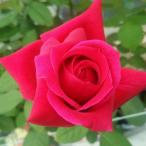 [ вода . сельское хозяйство .] роза рассада 2 год большой АО рассада k обод song грузовик большой колесо 4 номер горшок .. высота сердцевина ..