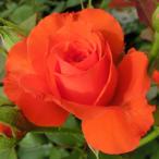 [ вода . сельское хозяйство .] роза рассада 2 год большой АО рассада Dream orange средний колесо 4 номер горшок половина ....