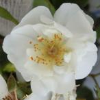 [ вода . сельское хозяйство .] роза рассада 2 год большой АО рассада Bobby je-ms..4 номер горшок половина . -слойный flat ..