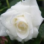 [ вода . сельское хозяйство .] роза рассада 2 год большой АО рассада snow Princess средний колесо 4 номер горшок круг . flat ..