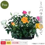 色が選べるミニバラ盆栽仕立て大7号...