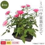 色が選べるミニバラ盆栽仕立て中6号...