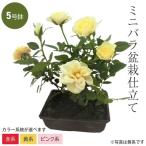 色が選べるミニバラ盆栽仕立て小5号...