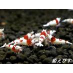 < бесплатная доставка!!> Red Bee Shrimp [ "солнечный круг" or. входить запрет рисунок ] 3 пара =6 шт местного производства bleed только!!