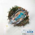 . соль сушеный кальмар ( средний размер *3 листов входит )