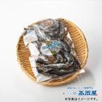  ставрида японская . высушенный 