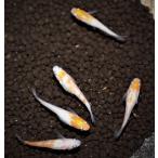 メダカ紅白メダカ非透明鱗Ｍ〜Ｌサイ...