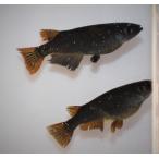 メダカ 黒蜂 Mサイズ ３ペア　