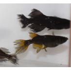 メダカ パーティドレス Mサイズ２ ペア