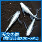 メダカ天女の舞松井ヒレ長青幹之Ｍサ...