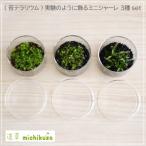 (苔テラリウム)実験のように飾る　ミニシャーレ３種set[BM-040]