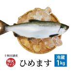 ヒメマス