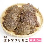 （冷蔵）活青森トゲクリガニ[メス]約3kg（12〜18ハイ）[青森むつ湾産]【送料無料※一部地域を除く】桜蟹　栗蟹