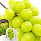  виноград автомобиль in мускат примерно 600g 1.JA фрукты Yamanashi Yamanashi префектура производство . земля культивирование 