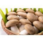  Kyoto Tanba производство большой чёрный книга@ симедзи 5 шт. входит 