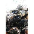 . двустворчатая ракушка сырой высший класс Canada соль springs остров производство примерно 1.8g Canada производство двустворчатая ракушка примерно 1.8kg рефрижератор 