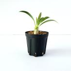 パキポディウム ロスツラム ホロンベンセ/Pachypodium horombense 2号鉢