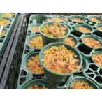 山野草　食虫植物　ドロセラ　マダガスカリエンシス　D. madagascariensis    2号　丸鉢付き