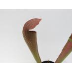 Sサラセニア牧場系3号サラセニア食...