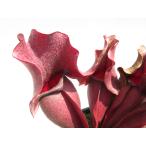 S.purpureaSeedGro...