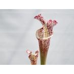 S.ミハラ白一正園3号サラセニア_...